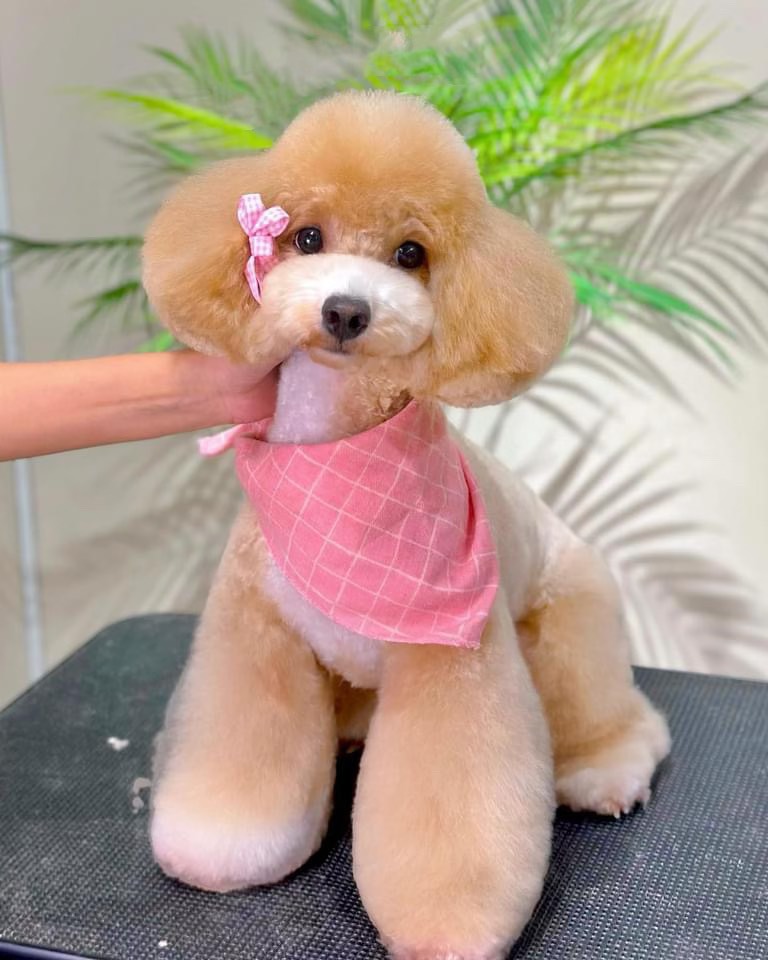 Dịch Vụ Cắt Tỉa Lông Cho Chó Mèo Tại Pet Idol Quận 7 TP.HCM