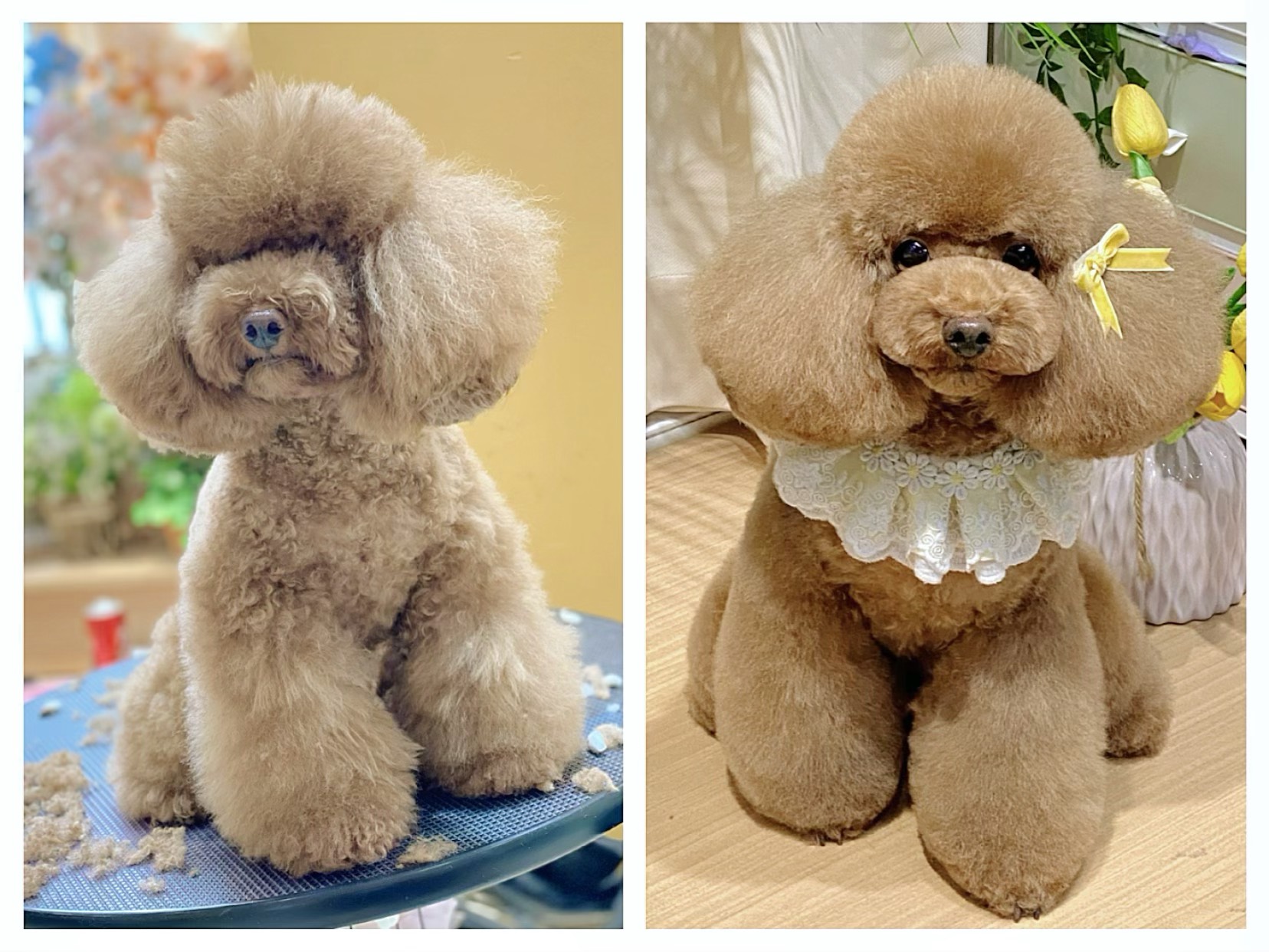 cắt tỉa lông cho chó