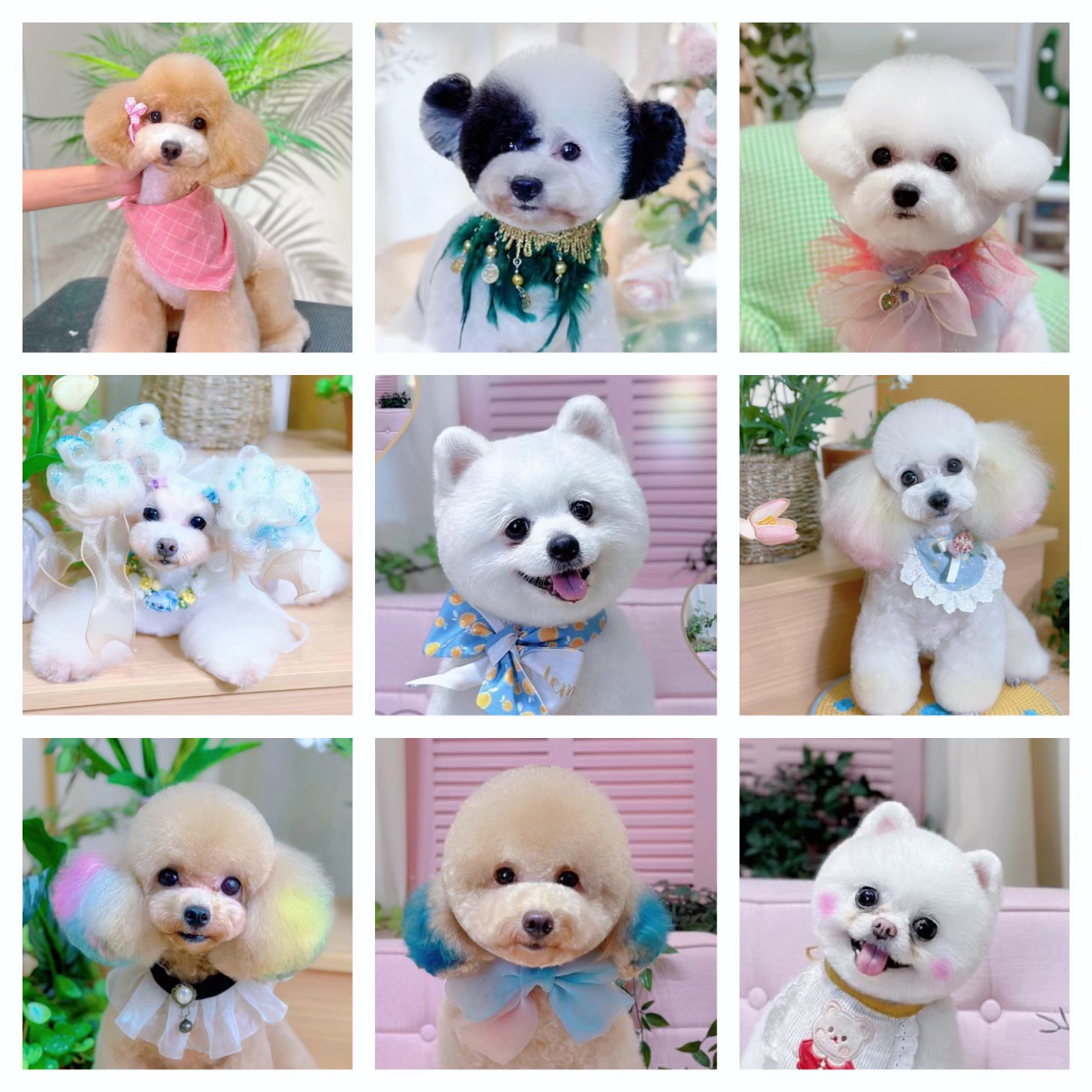 Dịch vụ cắt tỉa lông chó mèo, chuyên nghiệp từ A – Z tại Pet Idol