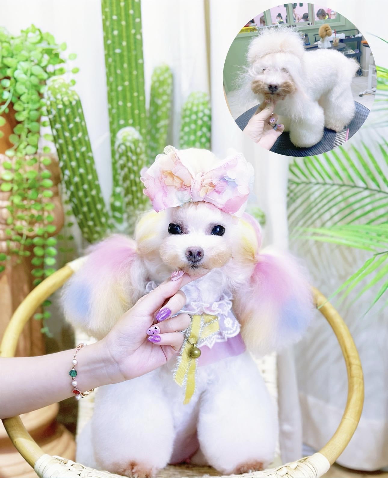 Hướng dẫn cách xử lý khi chó đi ngoài ra máu có mùi tanh?