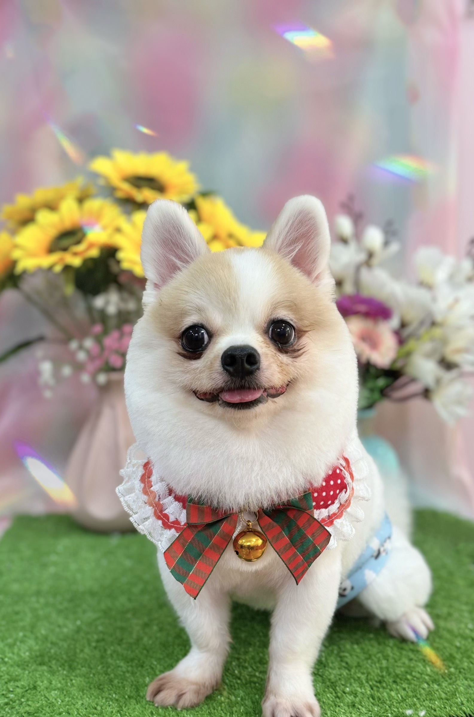 Cách chữa chó bị ho khạc tại nhà sao cho hiệu quả