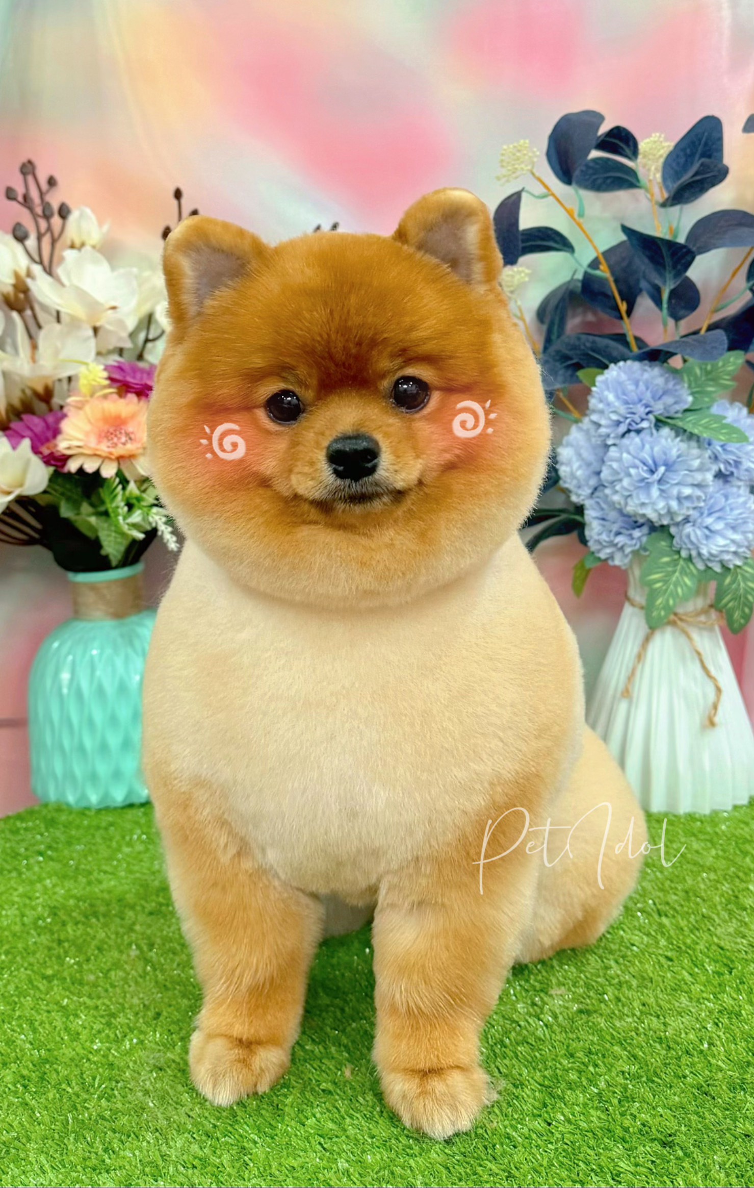 Chó bị gãy chân có tự lành được không? Cách chữa trị?