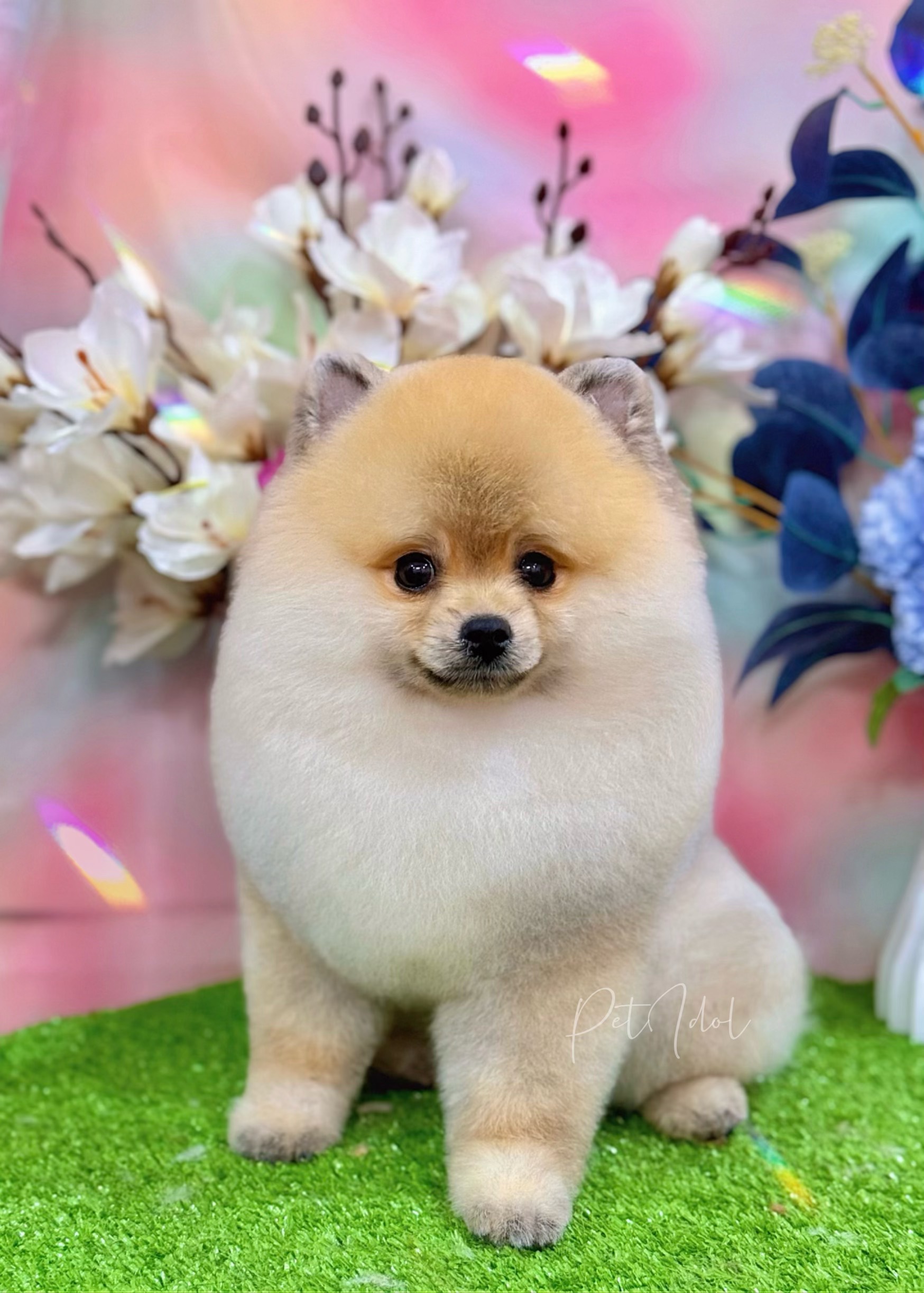 Chó bị chướng bụng không đi ngoài được? Nguyên nhân và cách điều trị