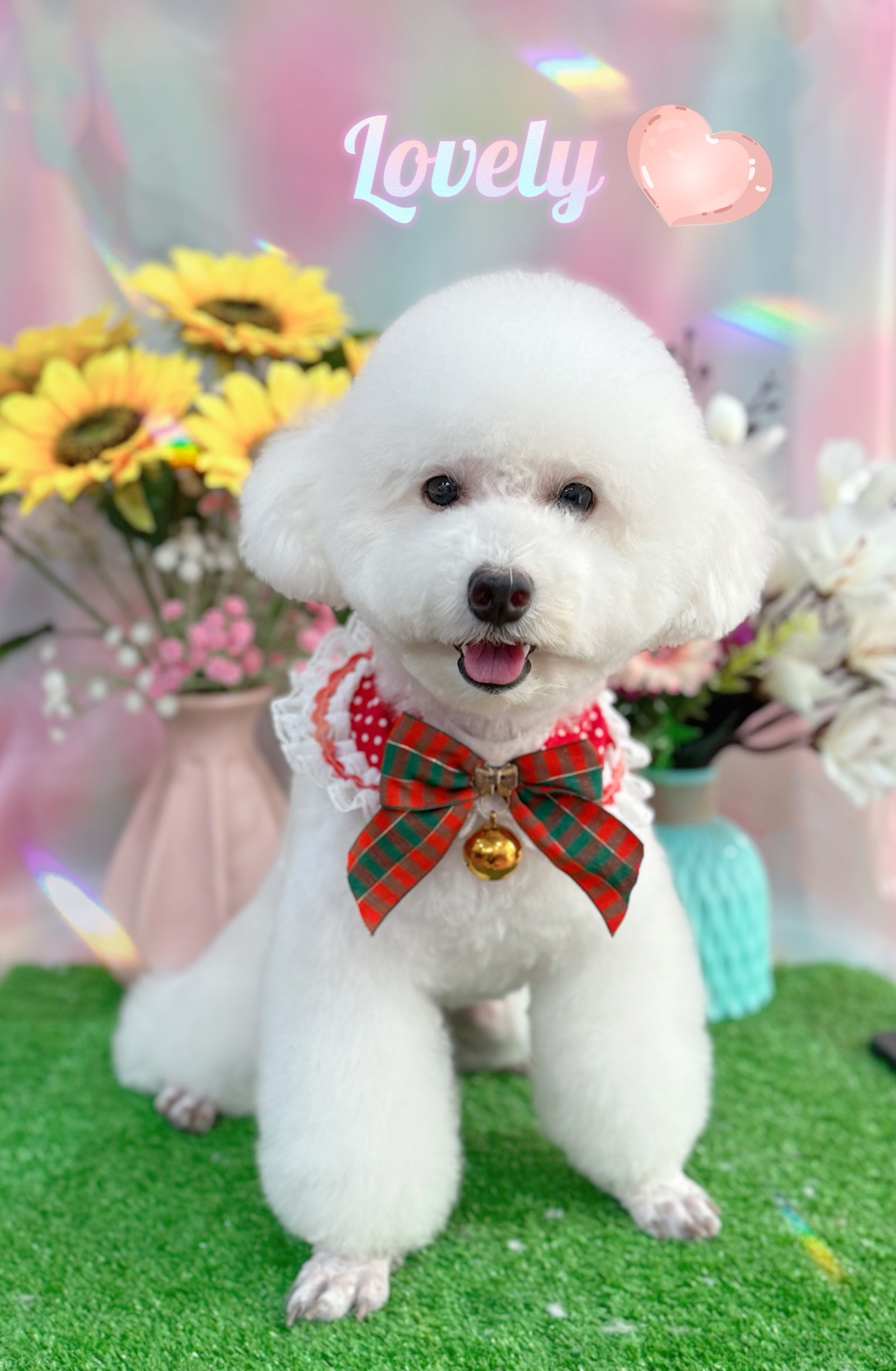 Cách đỡ đẻ cho chó - Chăm sóc cho chó mẹ khi mới sinh