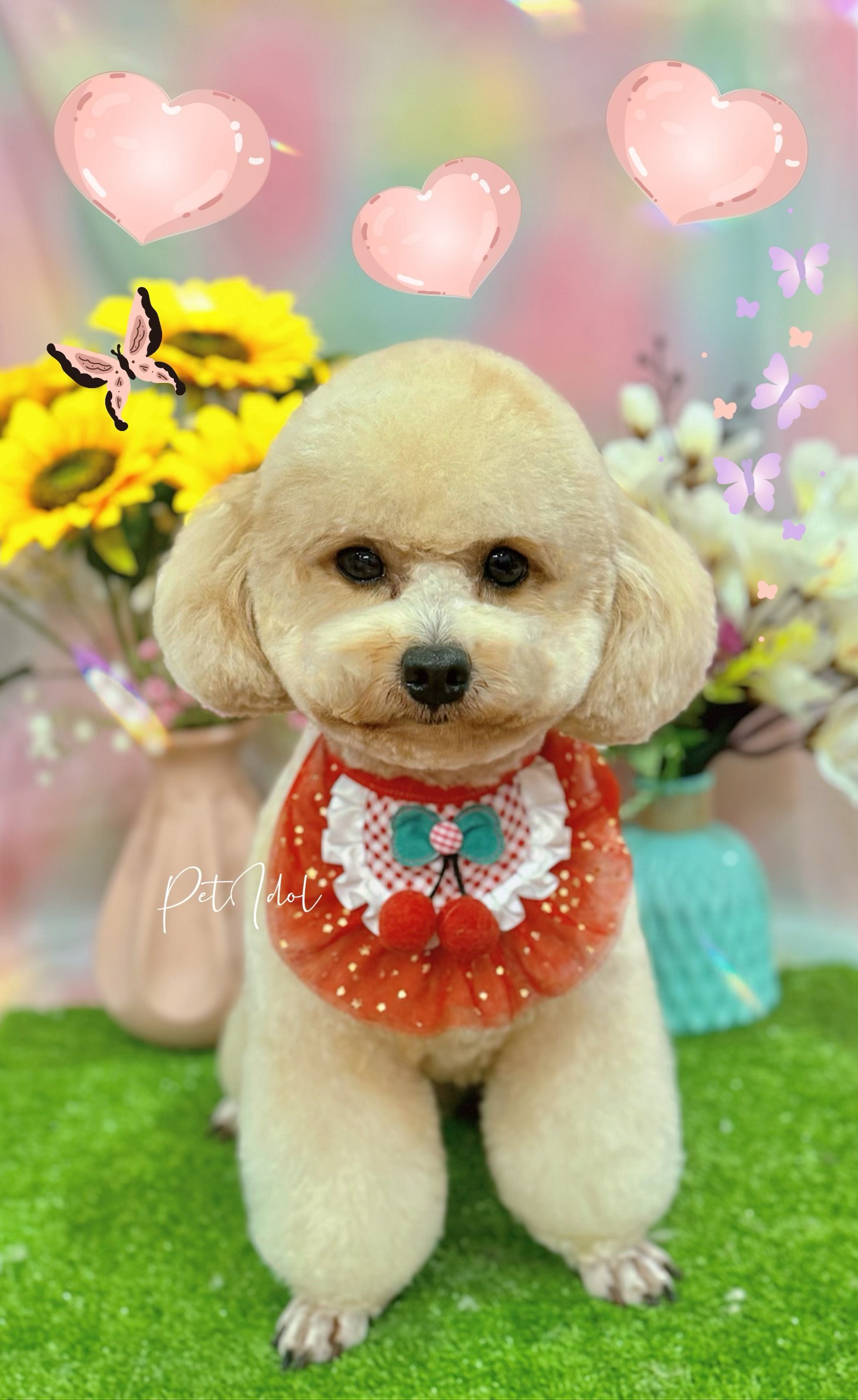 [Chia sẻ] Nguyên nhân chó bị nổi mụn mủ và cách điều trị hiệu quả