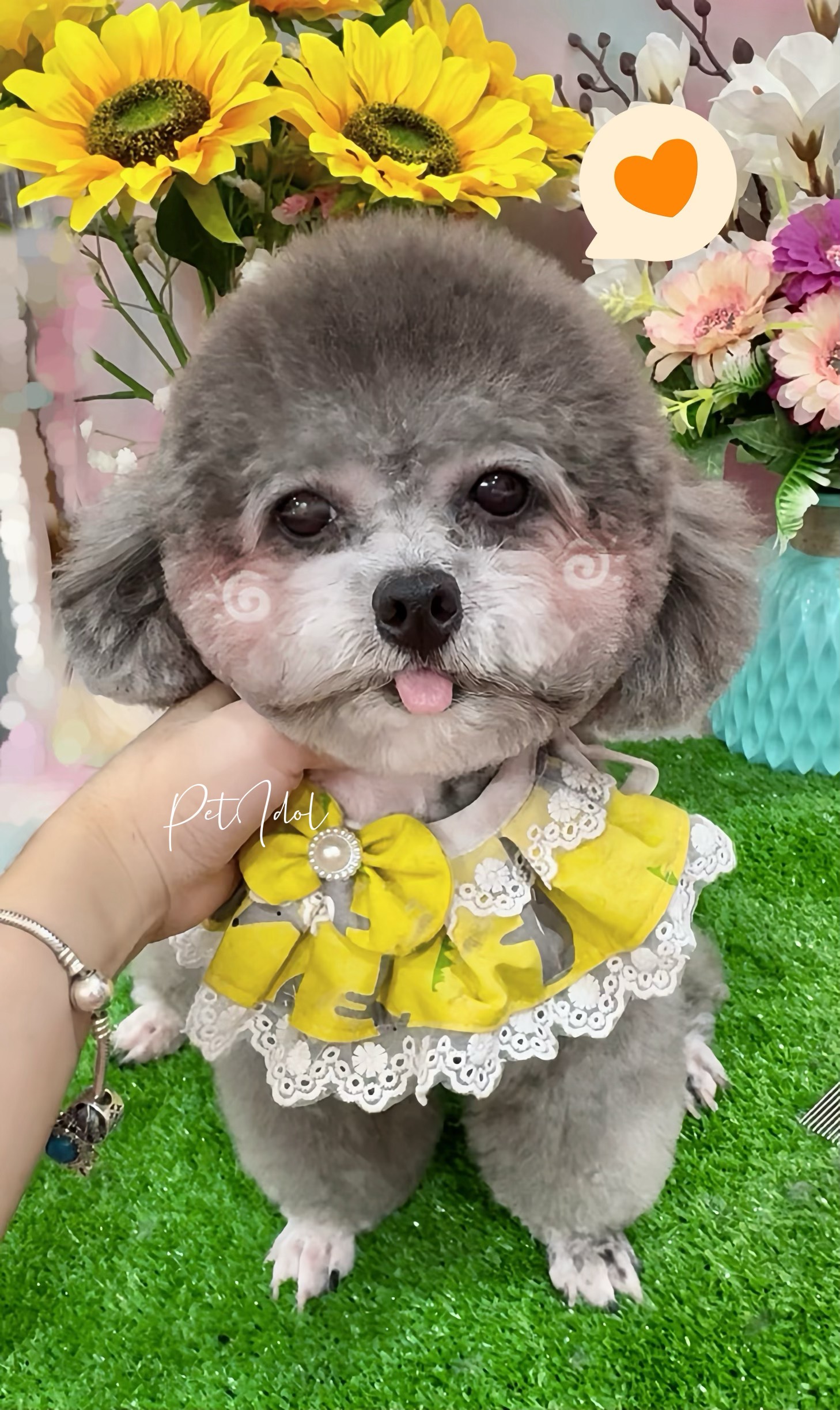 Hướng dẫn cách trị nấm cho chó đơn giản tại nhà mà hiệu quả