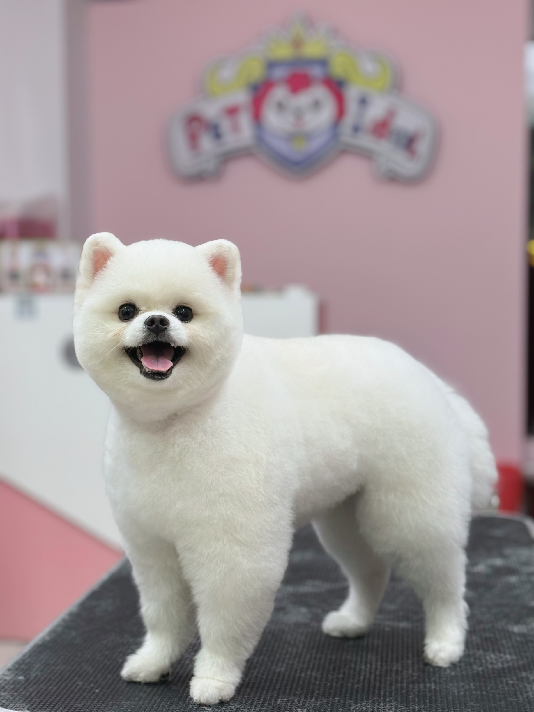 Hướng dẫn cách điều trị chó bị co giật tại nhà an toàn [2024]