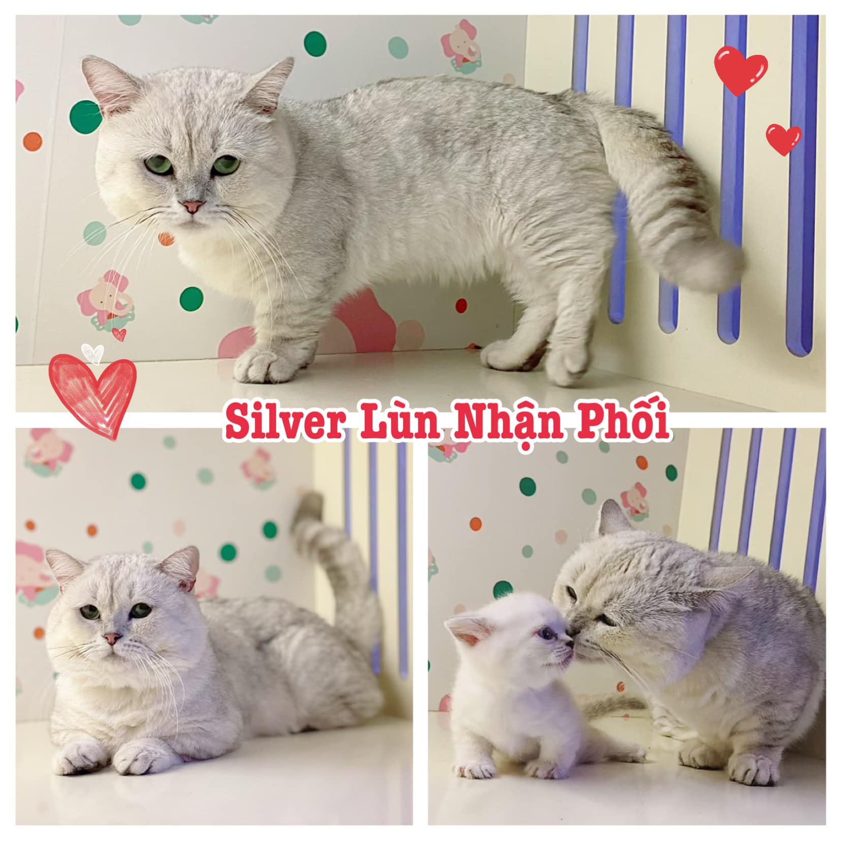 Phối giống mèo anh chân ngắn ( Munchkin )