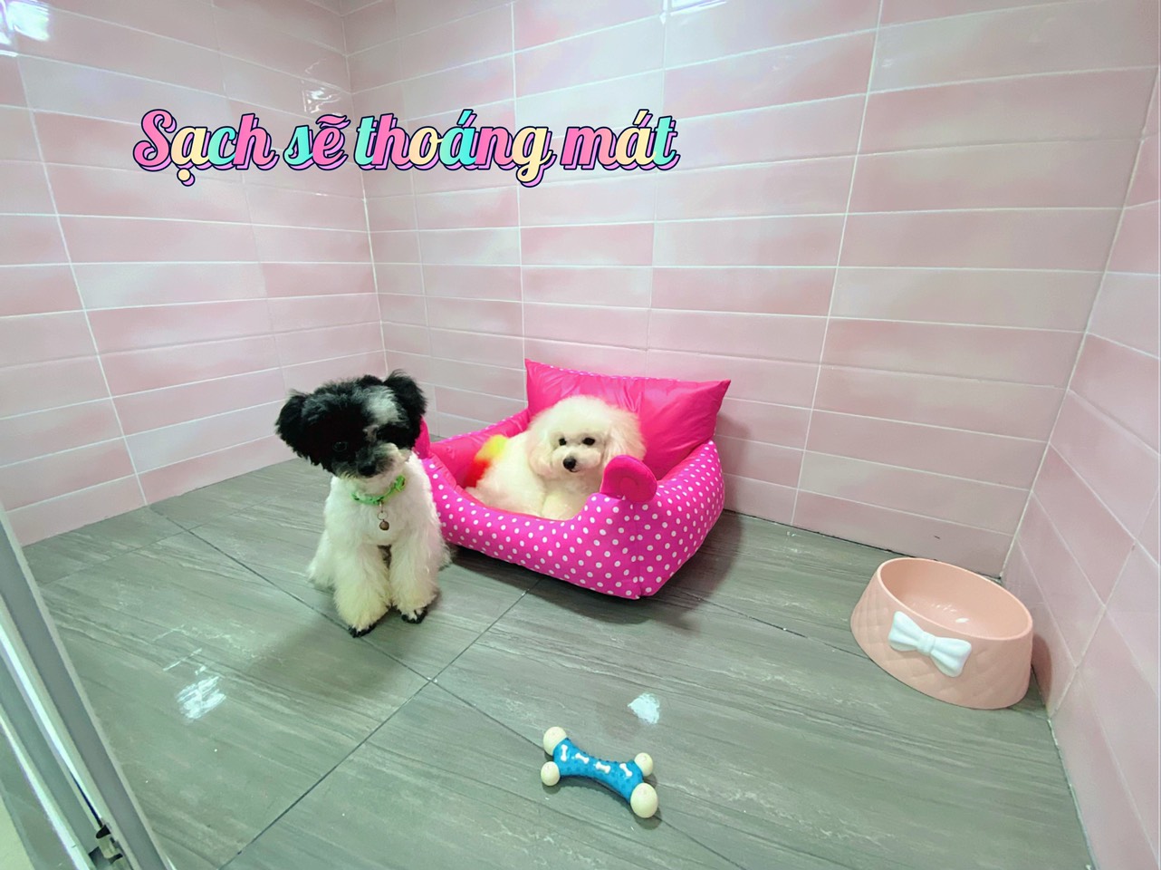 Hướng dẫn tắm cho chó mèo tại nhà một cách đơn giản