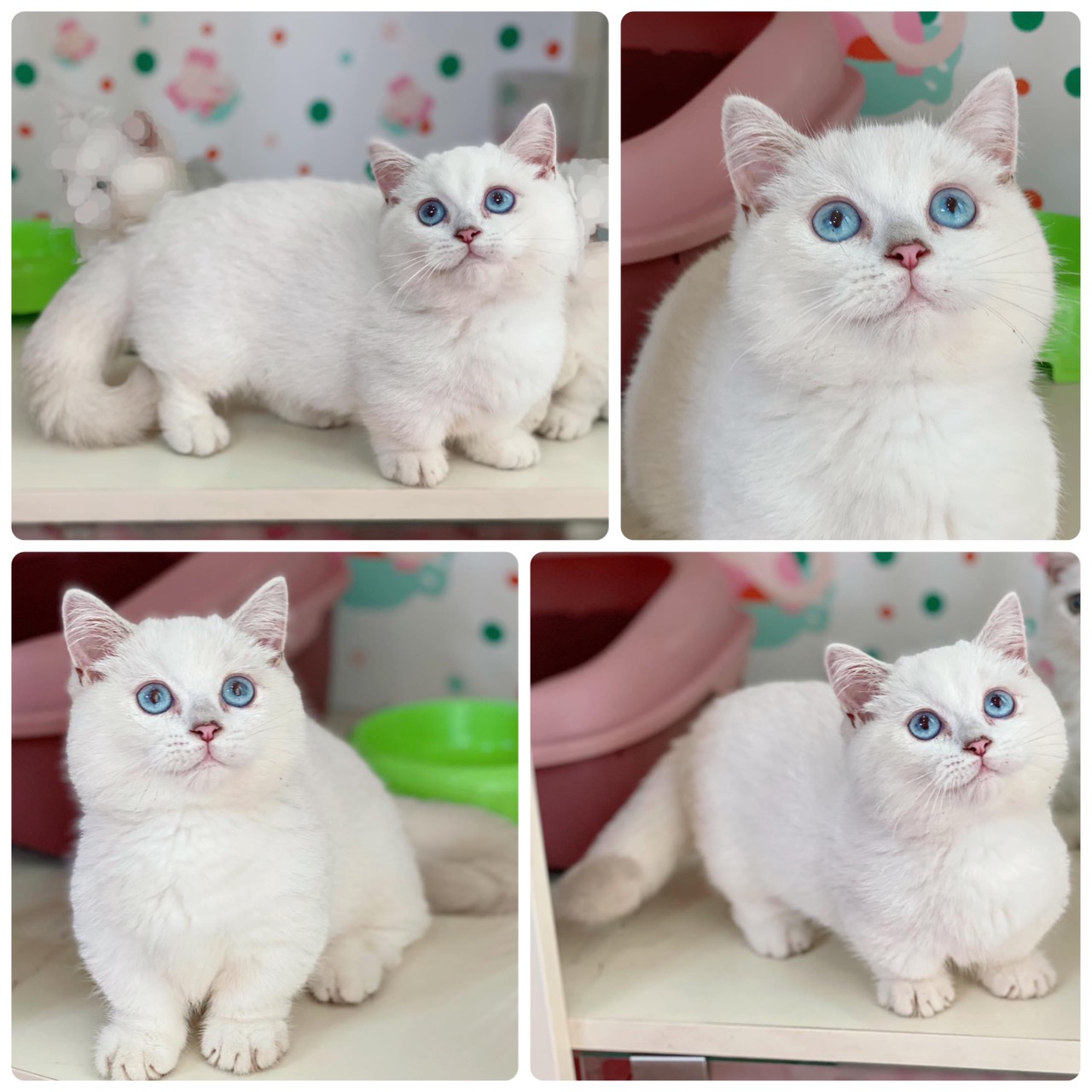 Mèo bị run chân sau có bị sao không?