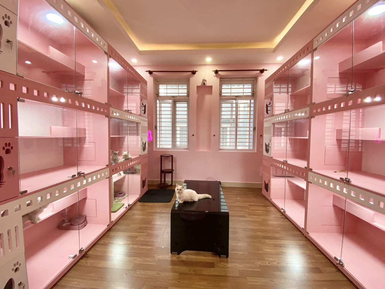 khách sạn cho mèo