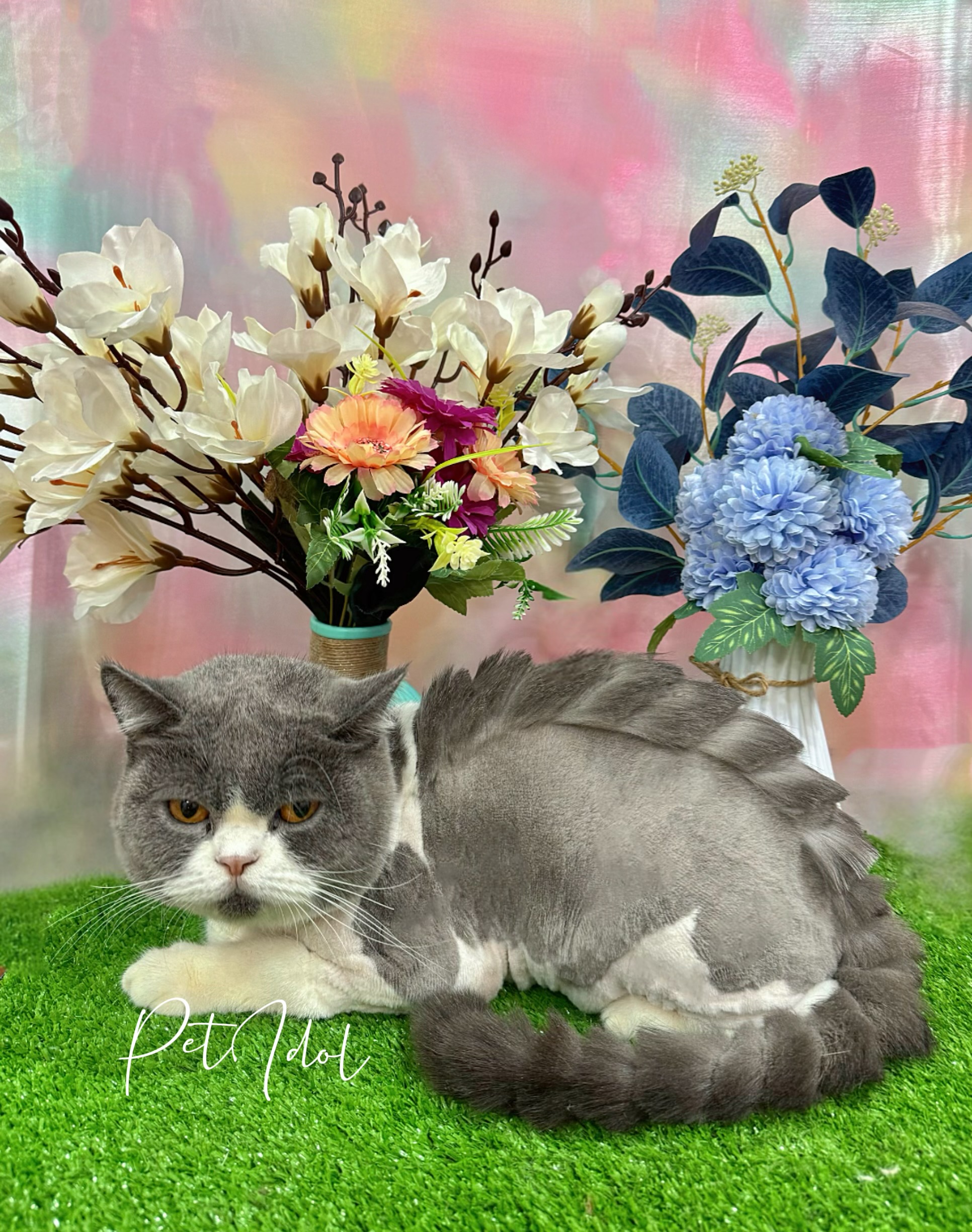 Bé mèo tỉa lông xinh đẹp tại Pet IDol