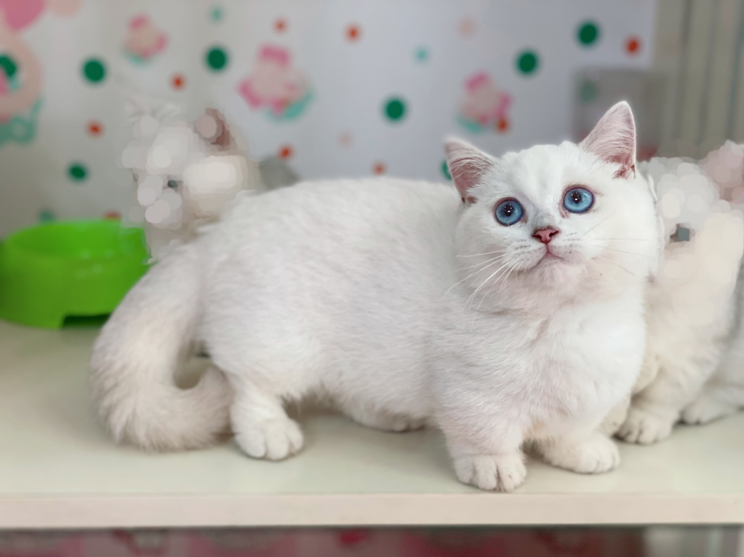 MÈO NHÀ PETIDOL - MÈO CẢM XÚC