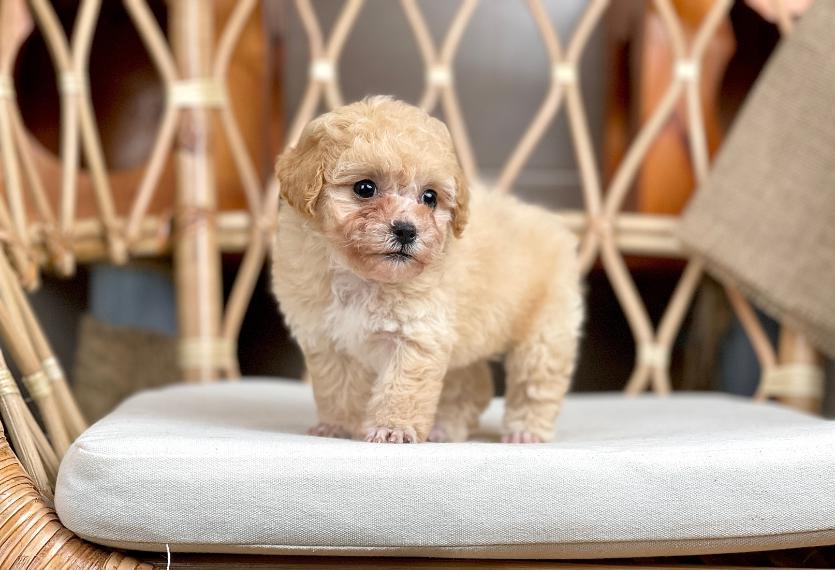 Hướng dẫn cắt đuôi chó Poodle từ các CHUYÊN GIA