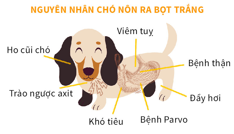 Cách chữa chó bị nôn ra bọt vàng tại nhà an toàn và hiệu quả