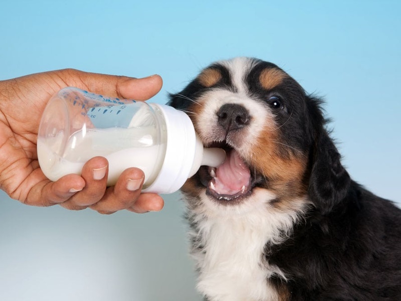 Chó uống sữa tươi được không? [A – Z] 2024