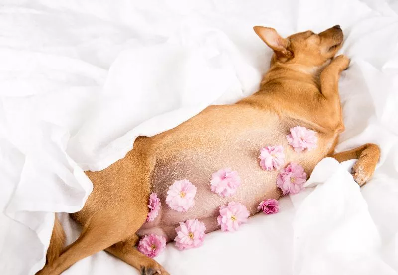 Chó mang thai bao lâu thì đẻ? Cách chăm sóc như nào sẽ tốt nhất