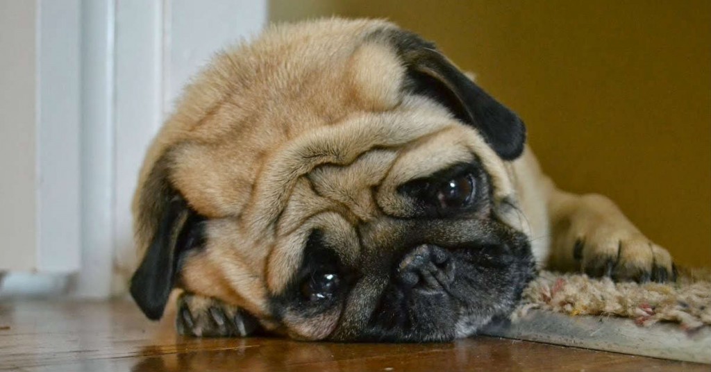 Vì sao chó sau khi phối giống vẫn ra máu? Giải đáp chi tiết [2024]