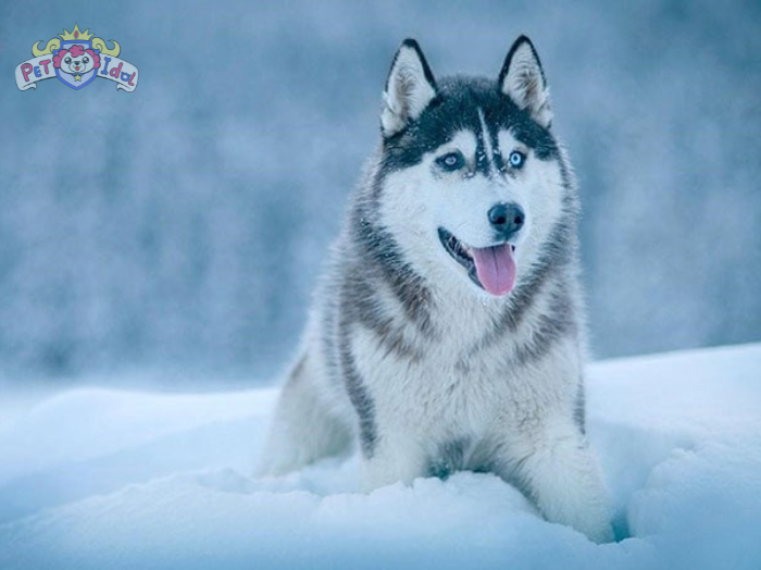 Hướng dẫn cách nuôi chó Husky dễ dàng được nhiều người áp dụng