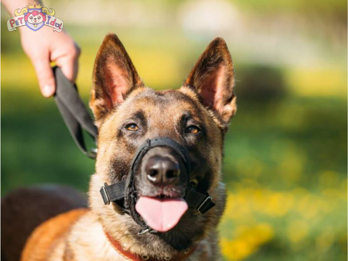 [Chia sẻ] Cách nuôi chó Becgie cho người mới bắt đầu