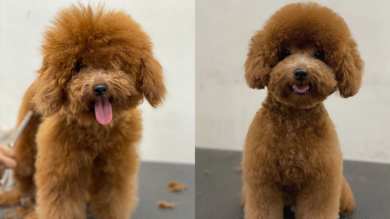 Cắt tỉa lông chó poodle