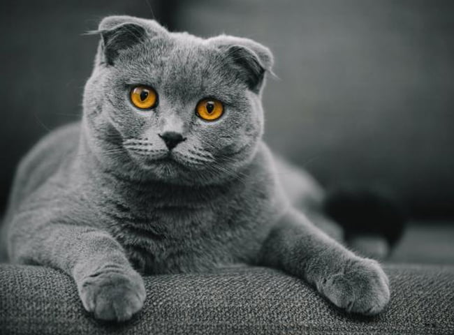 Mèo Anh Lông Ngắn Tai Cụp - Những Thông Tin Cần Biết Về Giống Mèo Này