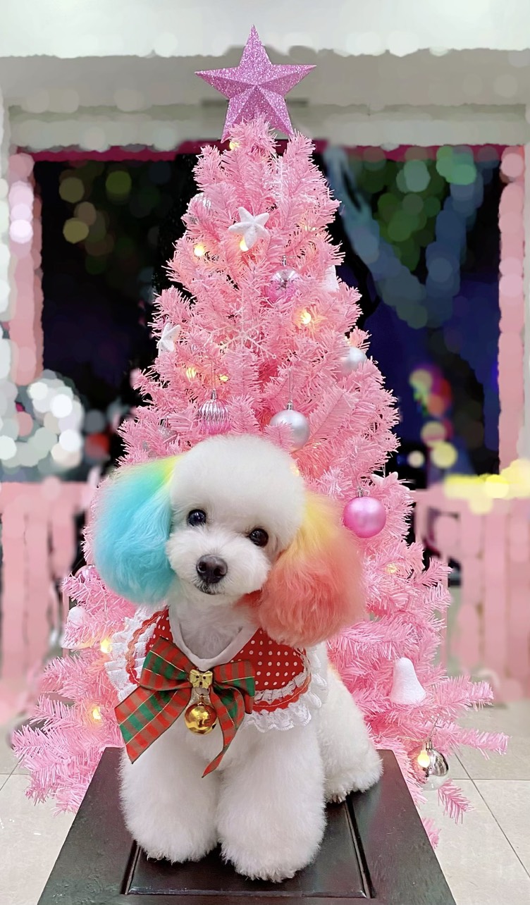 Chó bị nôn ra máu