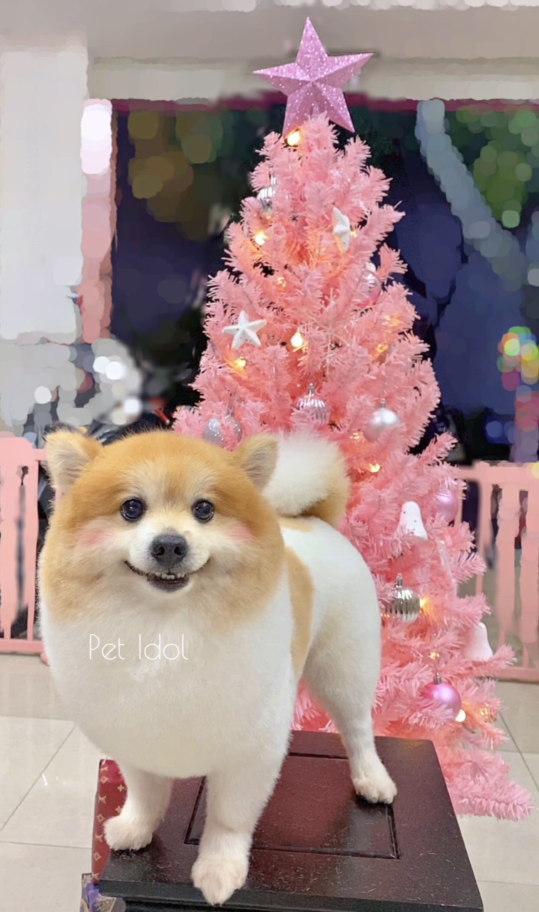 Cách tẩy giun cho chó tại nhà đúng cách