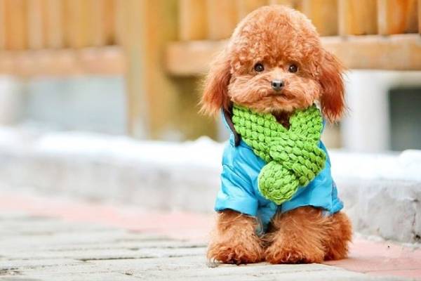 Cách tẩy giun cho chó Poodle ở tại nhà