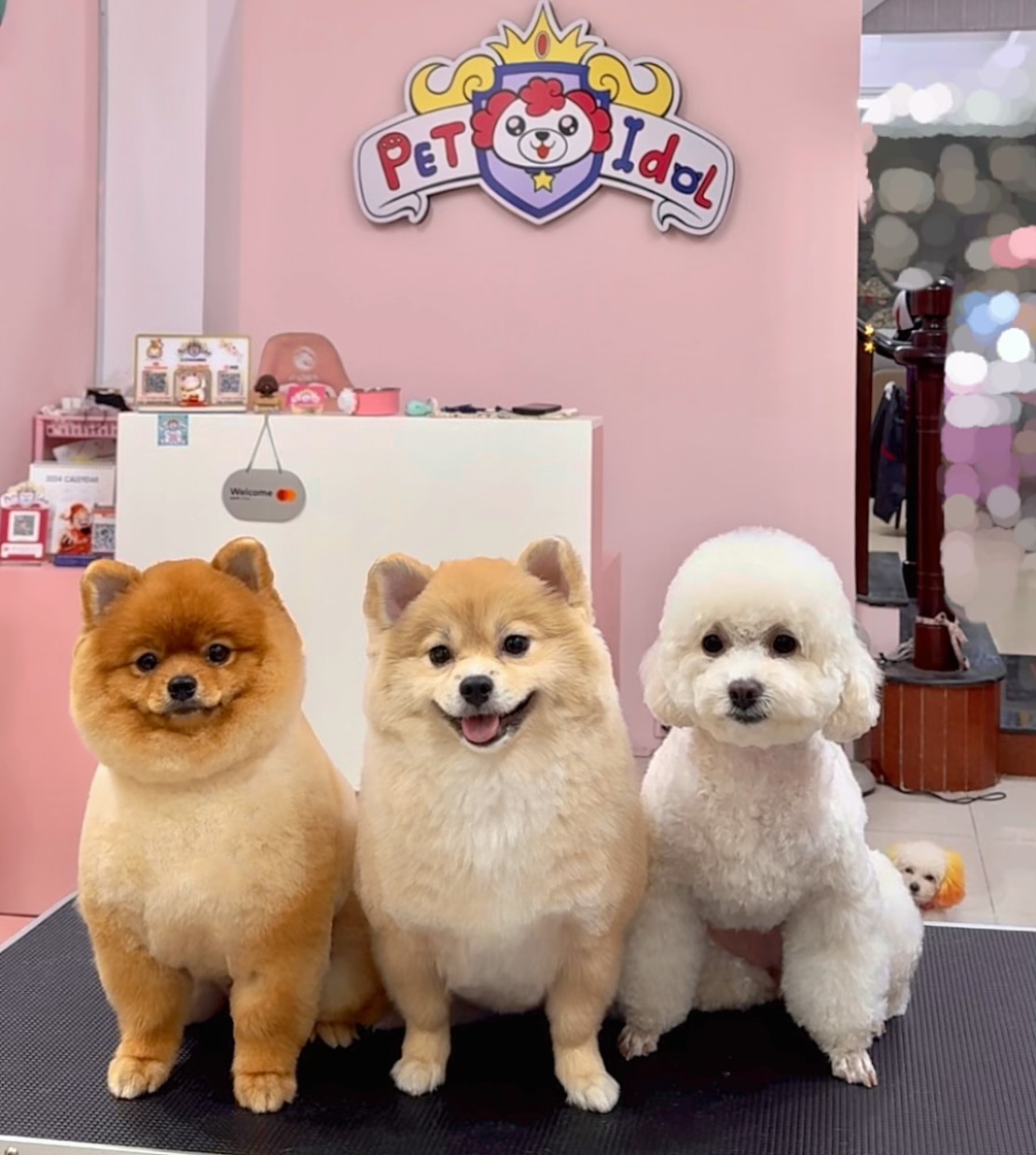 Ba bé cún xinh đến Pet Idol làm đẹp dịp tết