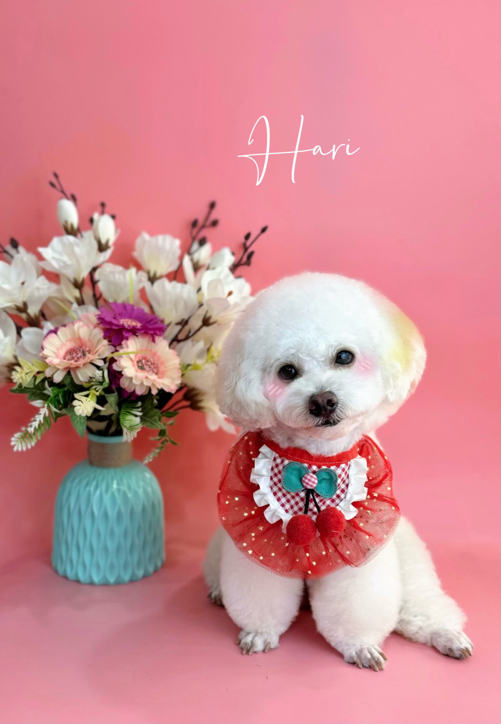 Cô bé sở hữu bộ lông đẹp nhờ Pet Idol