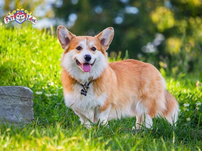 Tất tần tật chi tiết cách nuôi chó Corgi từ A-Z cho người mới