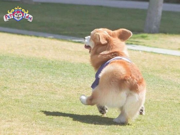 Không gian có sân vườn phù hợp để nuôi Corgi