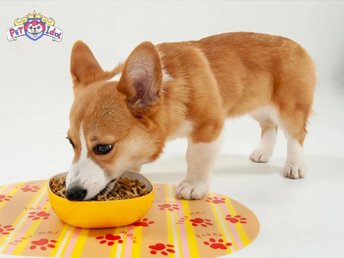 Chế độ dinh dưỡng của chó Corgi