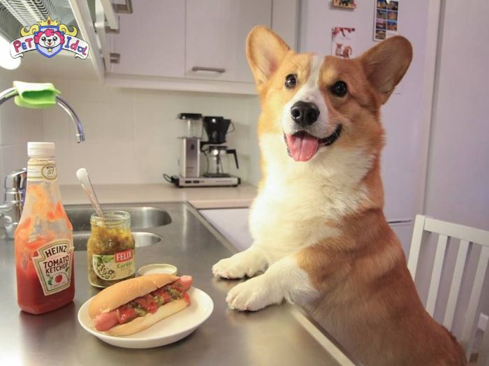 Thức ăn của Corgi theo từng độ tuổi