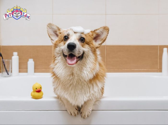 Cách nuôi chó Corgi và chăm sóc bộ lông hàng ngày