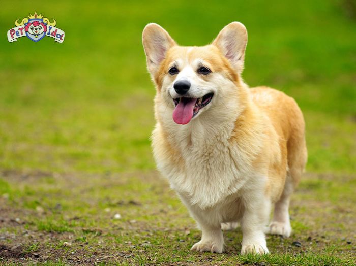 Cách nuôi chó Corgi đơn giản, hiệu quả
