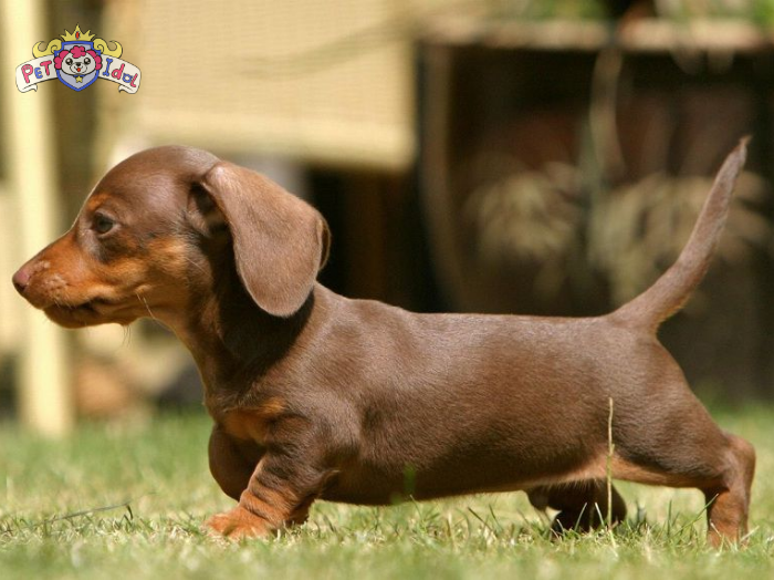 Tất tần tật cách nuôi chó lạp xưởng - Dachshund từ nhỏ đến lớn 