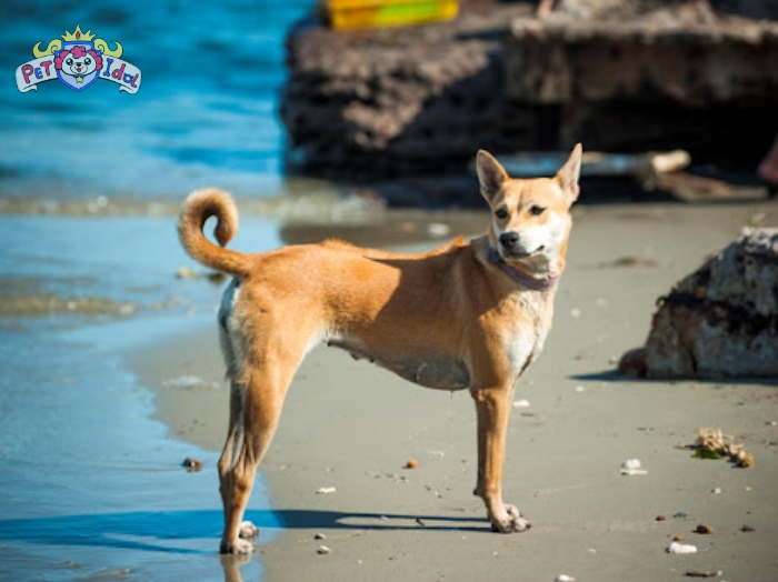 Bật mí cách nuôi chó Phú Quốc nhanh lớn cho người mới bắt đầu 