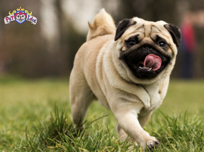 [CHIA SẺ] Cách nuôi chó Pug chuẩn không phải ai cũng biết