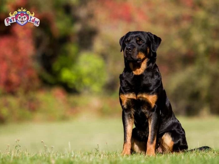 [Chia sẻ] Cách nuôi chó ROTTWEILER nhanh lớn và cực kỳ khoẻ mạnh