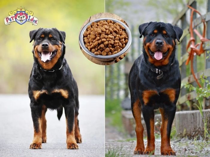 Nên cho chó Rottweiler ăn gì?