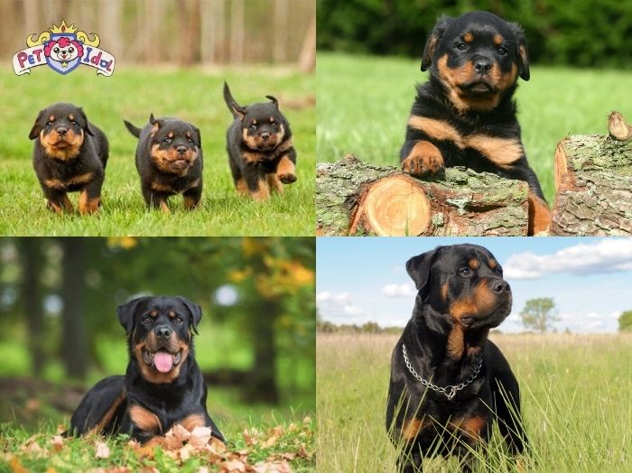 Khẩu phần ăn cho chó Rottweiler