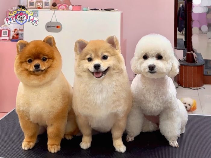 Tại sao chó bị chảy nước mũi? Dấu hiệu nhận biết và cách chữa trị