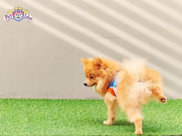 Cách dạy chó đi vệ sinh đúng chỗ chỉ với 4 bước đơn giản