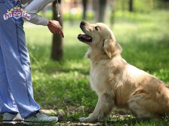 Chọn khẩu lệnh khi dạy chó đi vệ sinh đúng chỗ