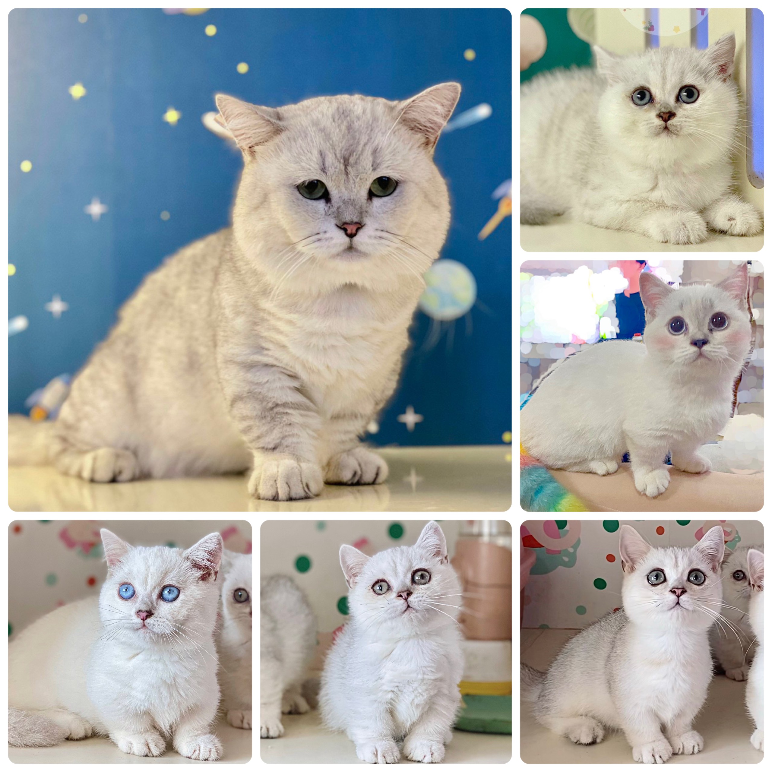 Phối giống mèo Anh lông ngắn kinh nghiệm dành cho người mới