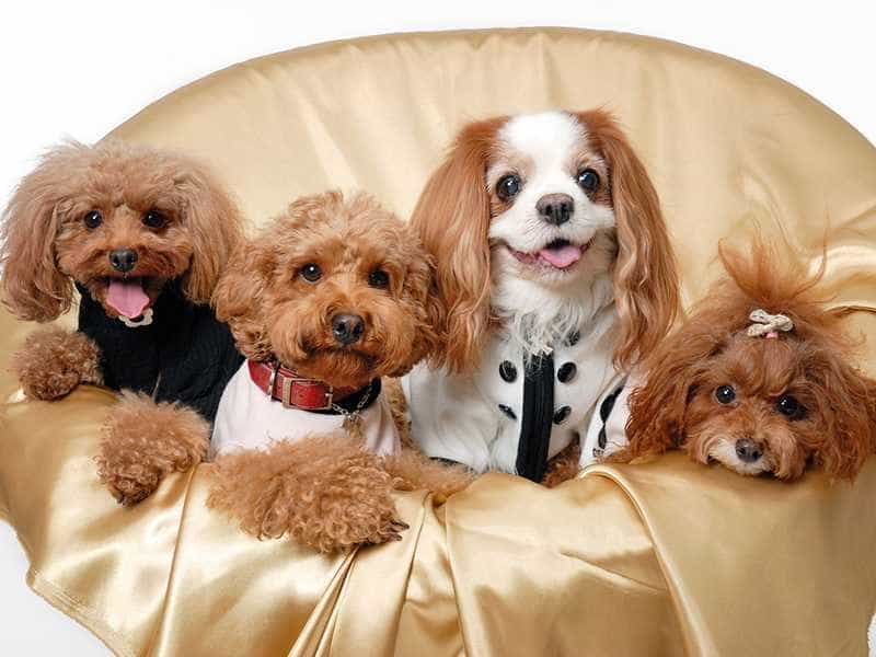 Nên cho chó Poodle ăn gì? Cách xây dựng thực đơn chuẩn theo khoa học