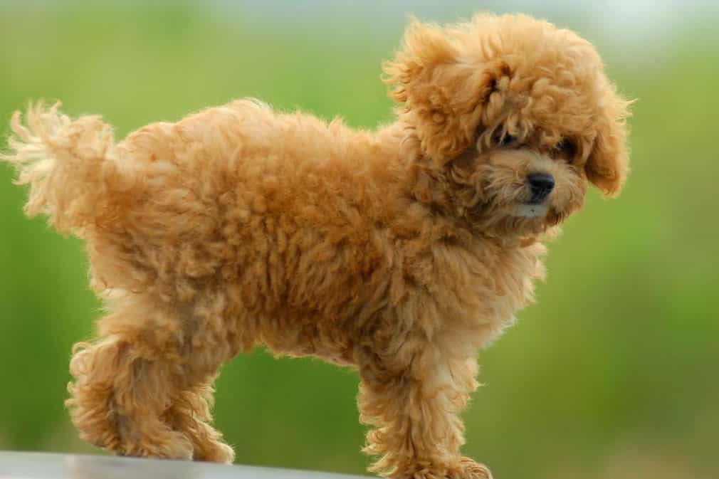 Chó Poodle có rụng lông không? Có bị sao không & chữa trị thế nào?