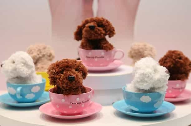 Chó Poodle nặng bao nhiêu Kg? Cùng Pet Idol tìm hiểu nhé